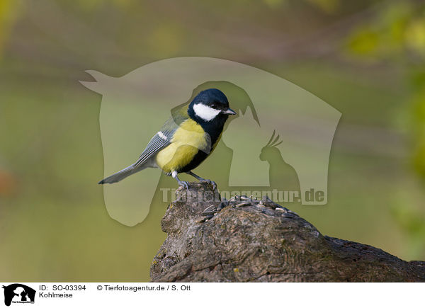 Kohlmeise / SO-03394