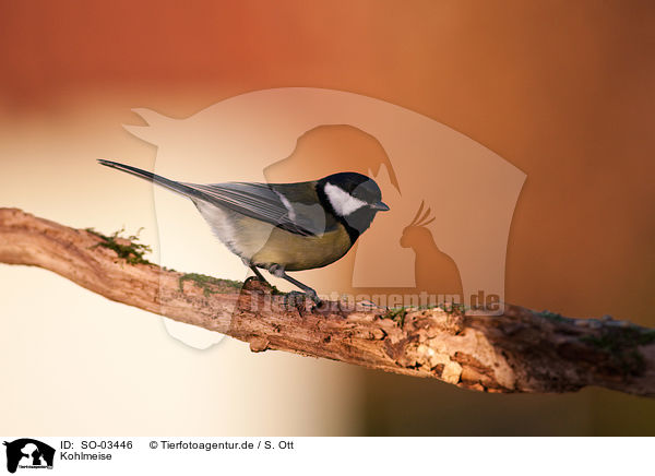 Kohlmeise / SO-03446