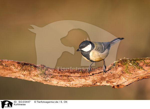 Kohlmeise / great tit / SO-03447