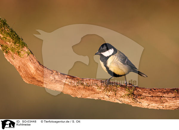 Kohlmeise / SO-03448