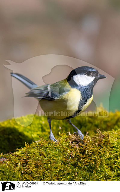 Kohlmeise / great tit / AVD-06964