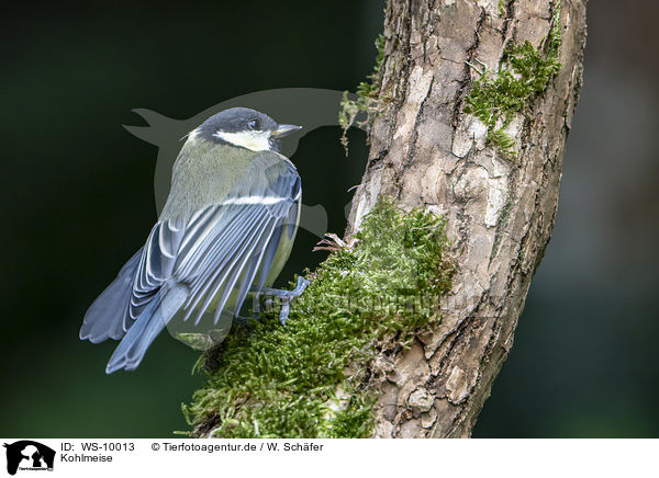 Kohlmeise / great tit / WS-10013