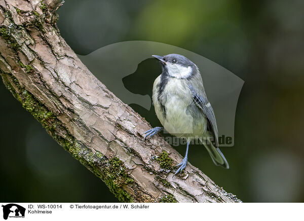 Kohlmeise / great tit / WS-10014