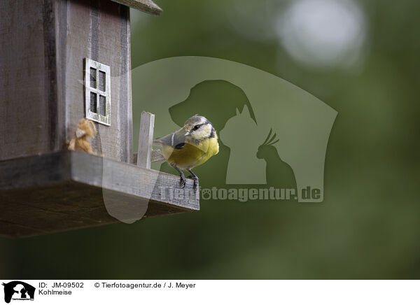 Kohlmeise / great tit / JM-09502