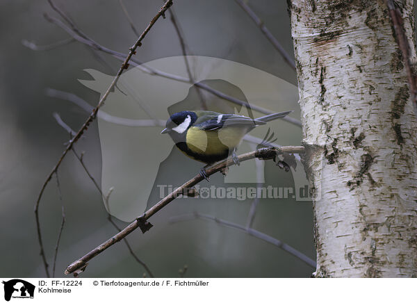 Kohlmeise / great tit / FF-12224