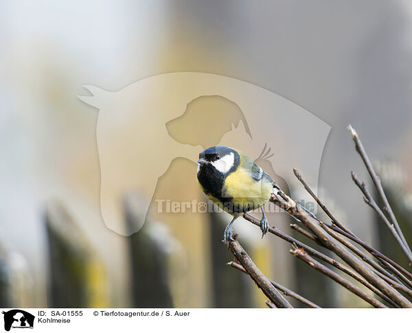 Kohlmeise / great tit / SA-01555