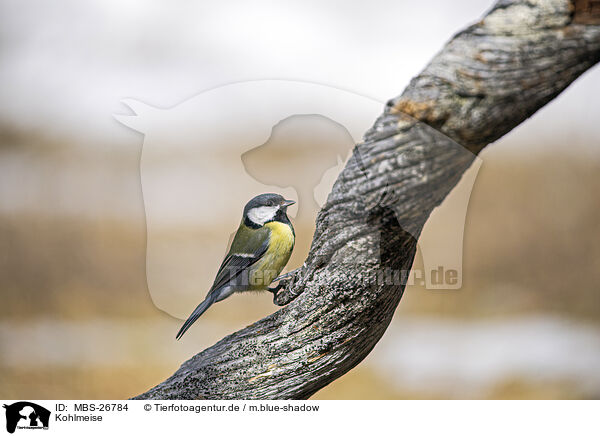 Kohlmeise / great tit / MBS-26784