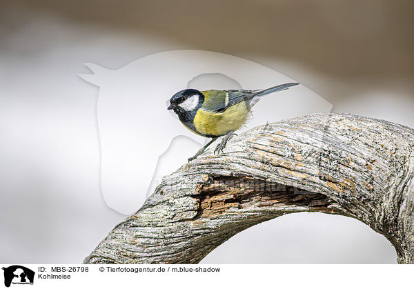 Kohlmeise / great tit / MBS-26798