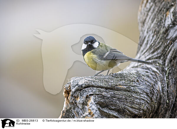 Kohlmeise / great tit / MBS-26813