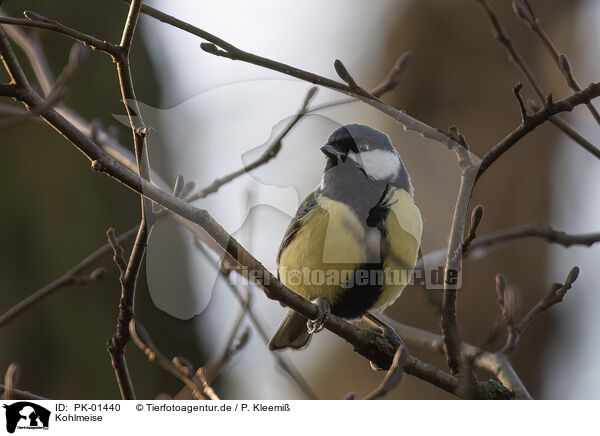 Kohlmeise / great tit / PK-01440