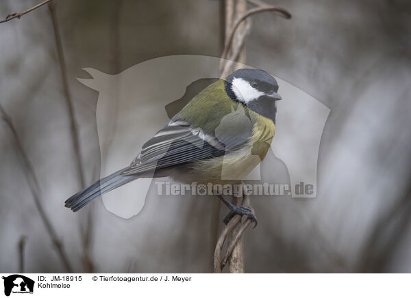 Kohlmeise / great tit / JM-18915