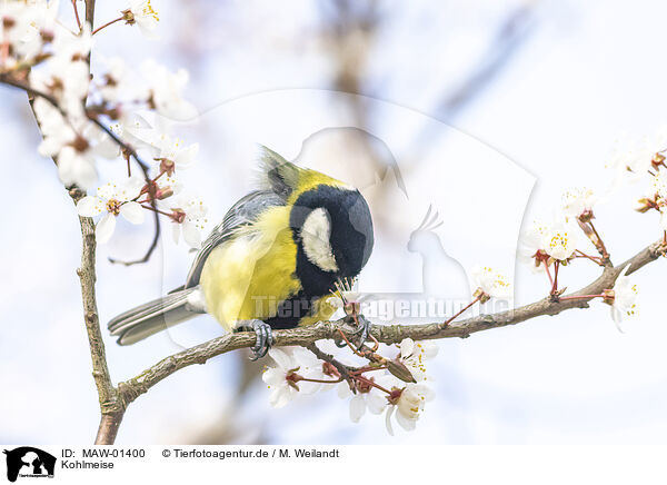 Kohlmeise / great tit / MAW-01400