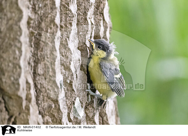 Kohlmeise / great tit / MAW-01402