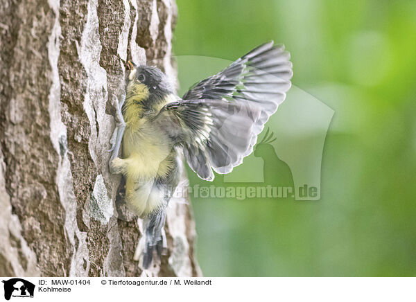 Kohlmeise / great tit / MAW-01404
