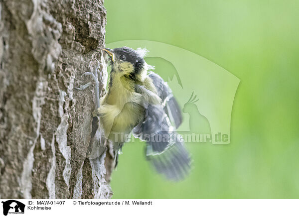 Kohlmeise / great tit / MAW-01407