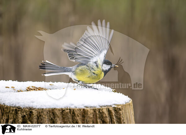 Kohlmeise / black tit / MAW-02077