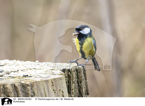 Kohlmeise / black tit / MAW-02082
