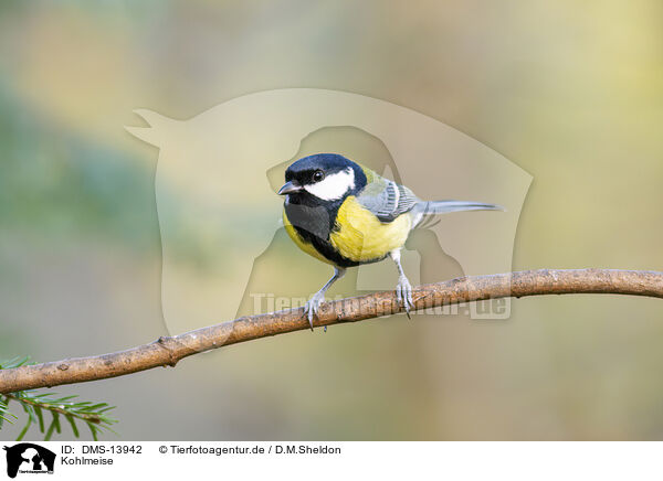 Kohlmeise / great tit / DMS-13942