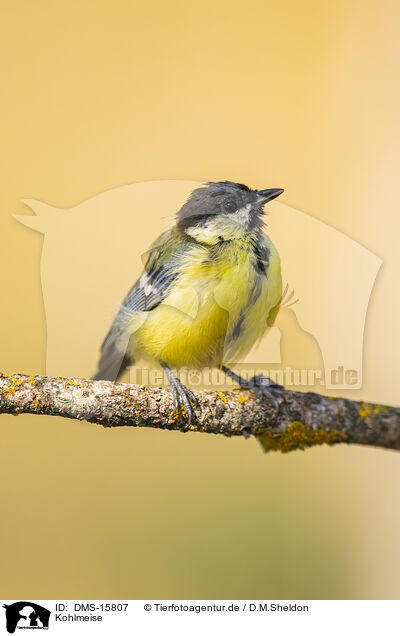 Kohlmeise / great tit / DMS-15807