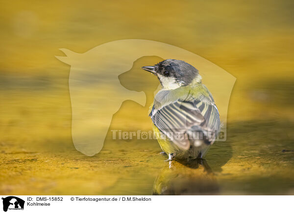 Kohlmeise / great tit / DMS-15852