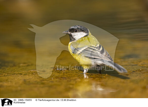 Kohlmeise / great tit / DMS-15855