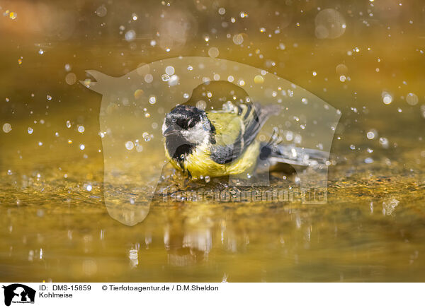 Kohlmeise / great tit / DMS-15859