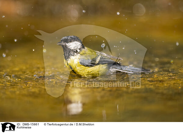 Kohlmeise / great tit / DMS-15861