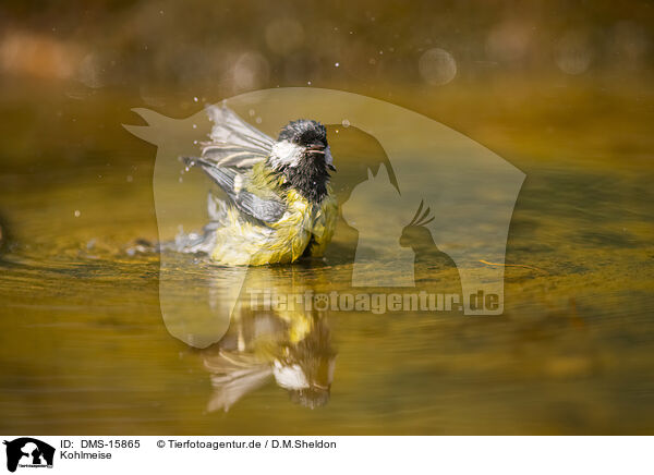 Kohlmeise / great tit / DMS-15865