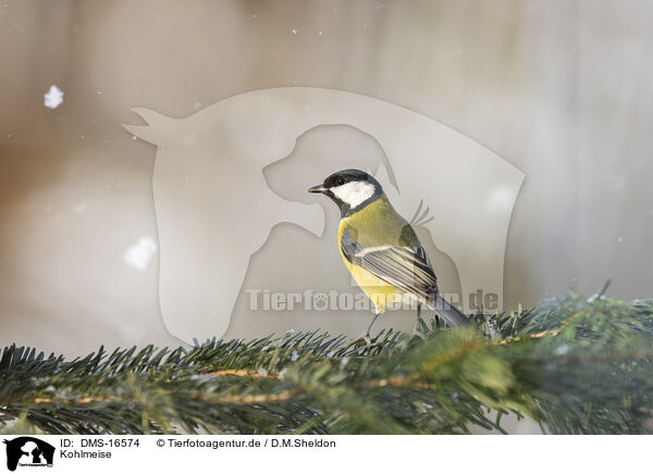 Kohlmeise / great tit / DMS-16574