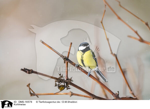 Kohlmeise / great tit / DMS-16578