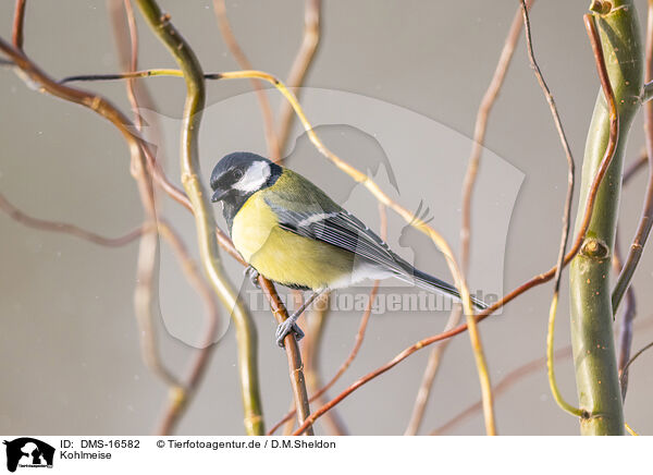 Kohlmeise / great tit / DMS-16582