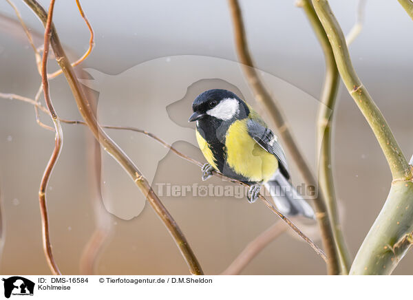 Kohlmeise / great tit / DMS-16584