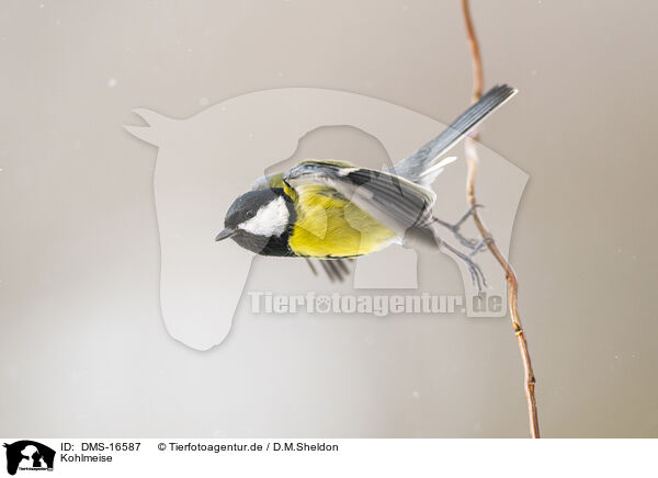 Kohlmeise / great tit / DMS-16587