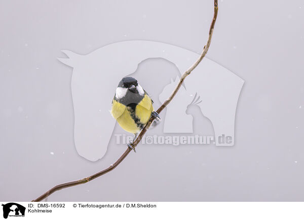 Kohlmeise / great tit / DMS-16592