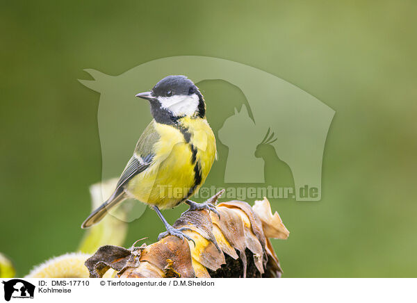 Kohlmeise / great tit / DMS-17710