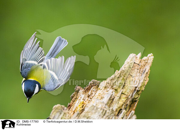 Kohlmeise / great tit / DMS-17780