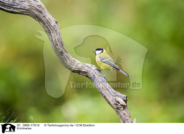 Kohlmeise / great tit / DMS-17919