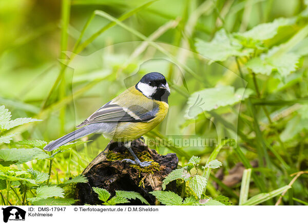 Kohlmeise / great tit / DMS-17947
