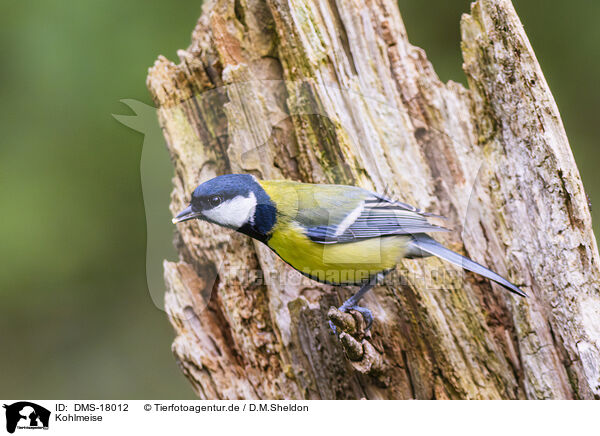 Kohlmeise / great tit / DMS-18012