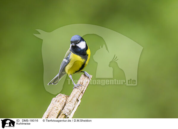 Kohlmeise / great tit / DMS-18016