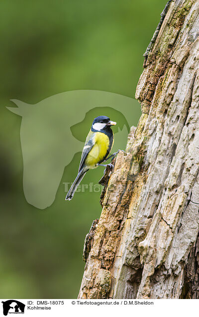 Kohlmeise / great tit / DMS-18075