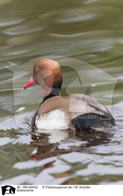 Kolbenente / red-crested pochard / WS-04632