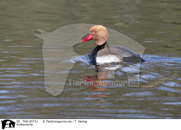 Kolbenente / red-crested pochard / THA-05731