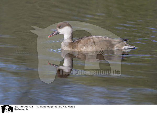 Kolbenente / red-crested pochard / THA-05738