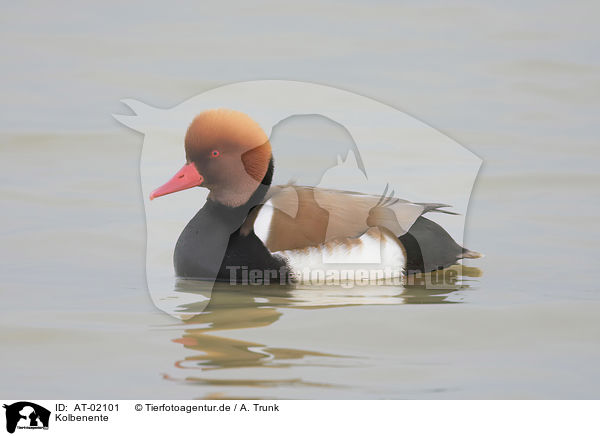 Kolbenente / red-crested pochard / AT-02101