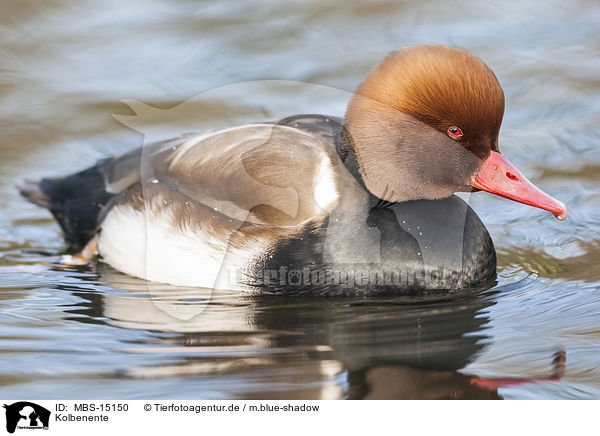 Kolbenente / red-crested pochard / MBS-15150