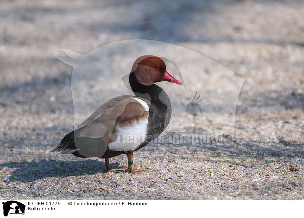 Kolbenente / red-crested pochard / FH-01779