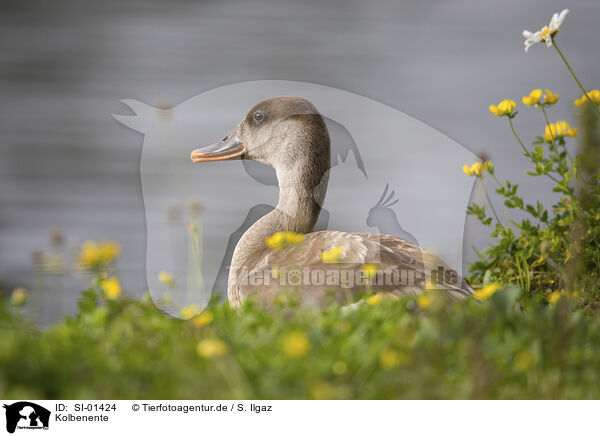 Kolbenente / Red-crested Pochard / SI-01424