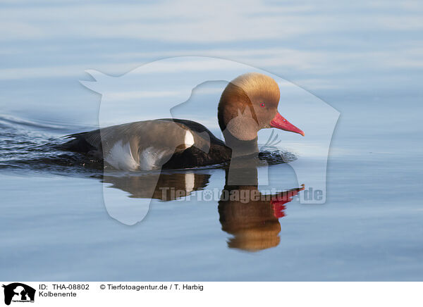 Kolbenente / Red-crested Pochard / THA-08802