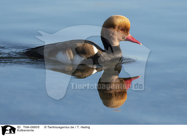 Kolbenente / Red-crested Pochard / THA-08805